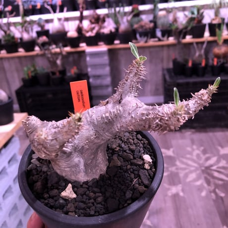 packypodium  cactipes《M  size》白肌※現地球発根済株※背中に現地での味わい深い枝折れ傷があり流れるようなbalanceの白肌カクチ※mad black pot植え