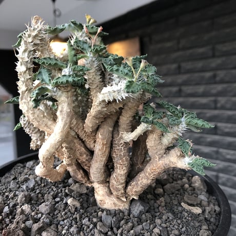 euphorbia tulearensis《 LL size》大株※現地球発根後店主国内管理4年株※驚愕‼︎希少性激高塊根ユーフォルビア‼︎big塊根&半端なき枝振り※shallow pot植え