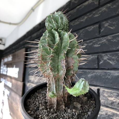 euphorbia horrida《大きめM size》子吹き株※現地球発根後店主国内管理6年株※子吹きも多くワイルドな木質化した出立ち※mad black pot植え