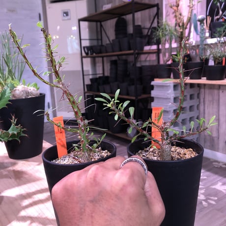 fouquieria  purpusii《M size》balance良き人気プルプシー