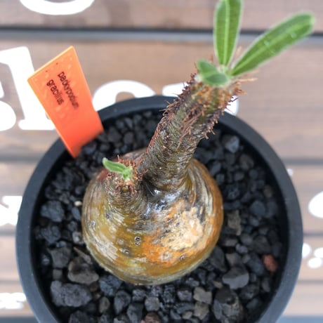 pachypodium  gracilius《S size》現地焼け株※現地球発根済株※店主国内管理2年株※愛くるしい装いbalanceに現地焼けがギャップ萌えな一株※mad black pot植え