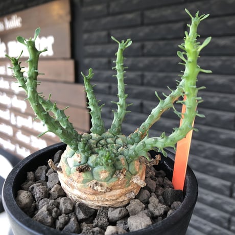 euphorbia gorgonis《大きめM size》※現地球発根済株※人気🐙タコもの‼︎美多肉質の葉と木質wild塊根部の二面性が魅力※mad  black pot植え