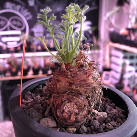 pelargonium  appendiclatum《M size》※現地球発根済株※実生株しか出回る事のない激希少‼︎更にW一he'd‼︎silver leafも🤩※mad black pot植え