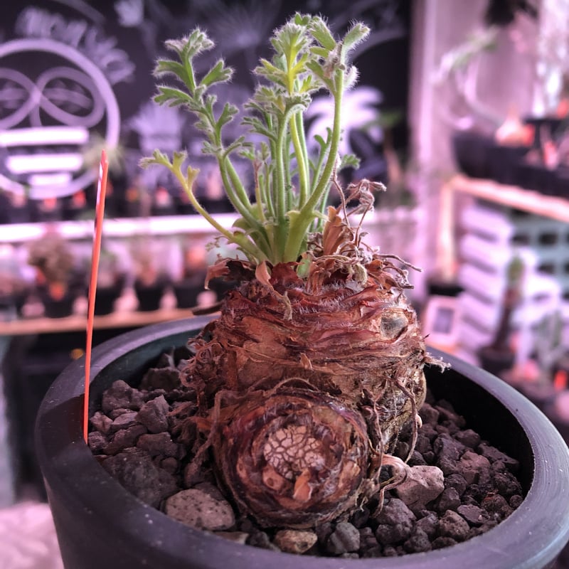 pelargonium appendiclatum《M size》※現地球発根済株※実生株し pelargonium appendiclatum《M size》※現地球発根済株※実生株し