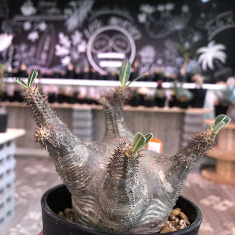 packypodium   roslatum  var.  cactipes《M size》