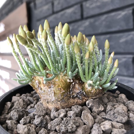 avonia  alstonii《XL size》※現地球発根後店主国内管理13年株※年代物且つ驚愕big株‼︎二度と手に入らないサイズ感‼︎ver.pink花※ mad black pot植え