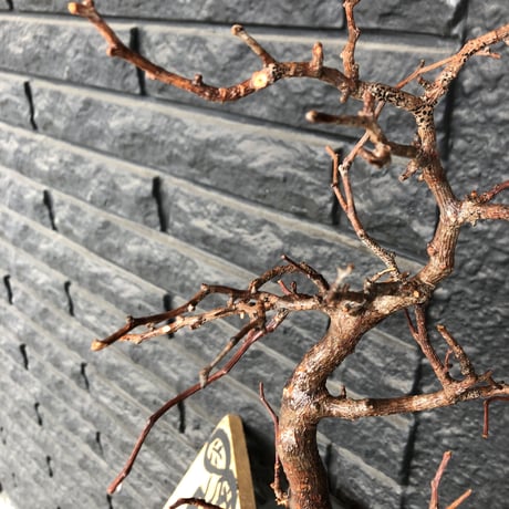 commiphora   monstrosa《 小さめM  size》※現地球発根済み株！落葉後剪定済み‼︎※小振り丈の枝振りbalance良きサイズ感なモンスト‼︎※mad black pot植え