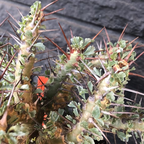sarcocaulon   crassicaule《L  size》かなり強刺なwild美株‼︎  ※Instagram post株