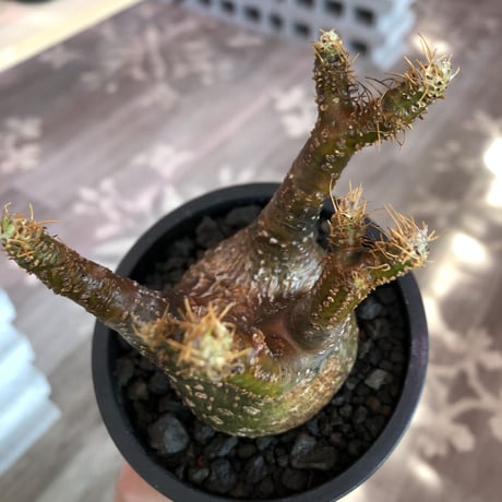 pachypodium  gracilius《小さめM size》※現地球発根済株※店主国内管理3年株※まるでフグの様な柄を持つ丁度良きサイズ感のグラキ※mad black pot植え