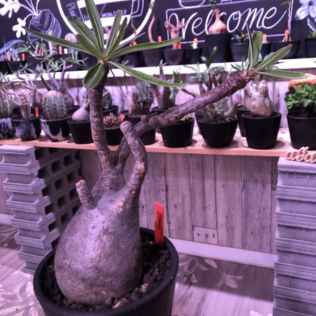 packypodium  gracilius《L size》※現地球発根済株‼︎※でっぷり株元に一本捻くれ枝が可愛いbalance良きグラキ※mad black pot植え