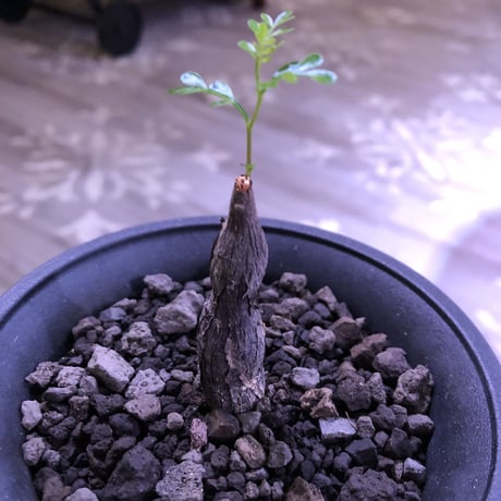 opercullicarya   packypus  littmon  seed🌱《実生3年半株》