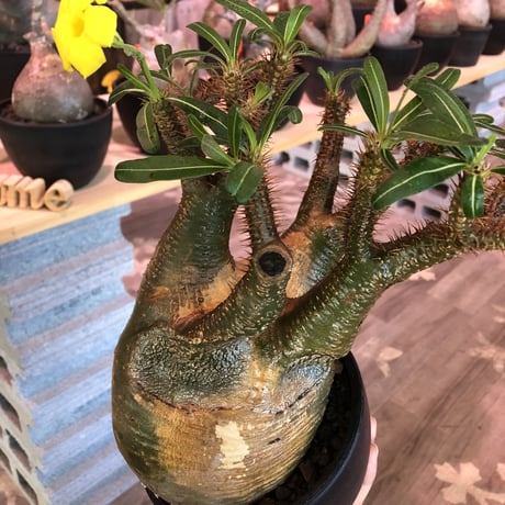 pachypodium  gracilius《大きめL size》※現地球発根済株※店主国内管理4年株※右サイド&正面の激しい現地焼けと最高枝振りに撃沈‼︎※mad black bowl pot植え