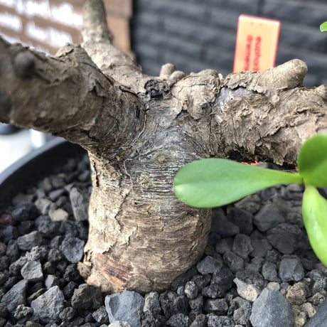 euphorbia  itremensis 《M size》※現地球発根済株※店主国内管理3年株※個体差の激しい樹形とmad質な葉&表皮colorが魅力で堪らない人気者※mad black pot植え