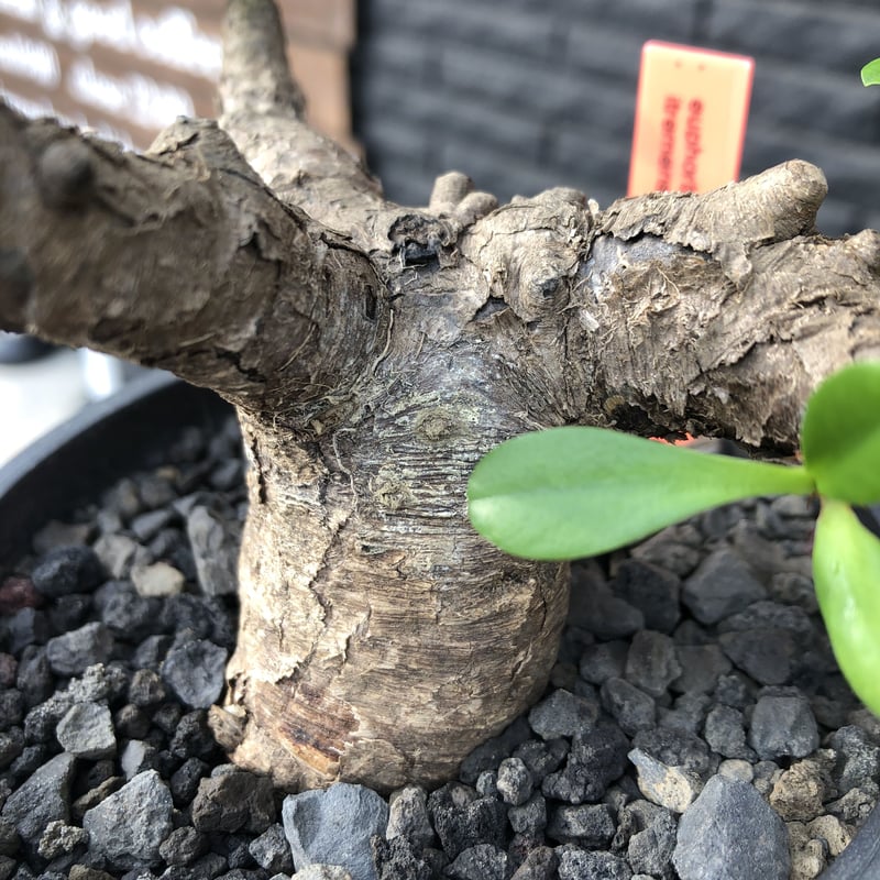 euphorbia itremensis 《M size》※現地球発根済株※店主国内管理3