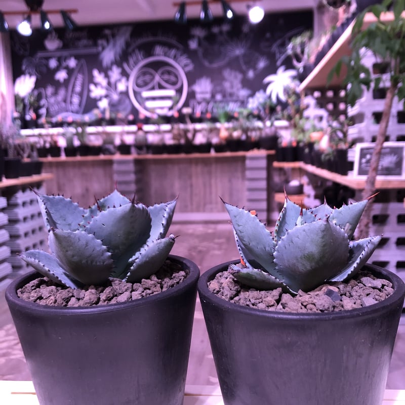 agave pygmaea dragon toes《M size》※発根済株※店主国内管...