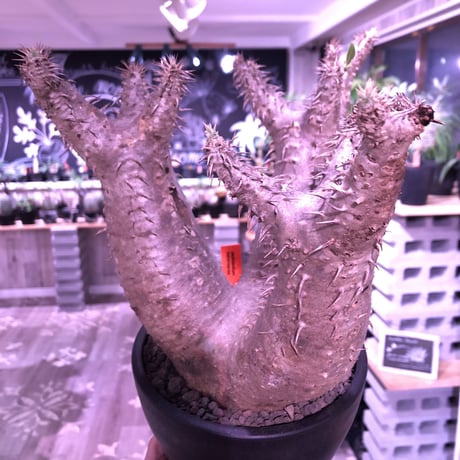 packypodium  horombense《L size》店主国内管理7年株※現地球発根済株‼︎ ※極太株元にカフェオレcolorのバランス良き美株‼︎※mad black bowl pot植え