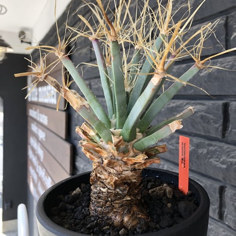 leuchtenbergia  principis 晃山《LL size》大株※現地球株発根済※極太幹を持ち年代物なため極めてワイルドな一株‼︎※mad black bowl pot植え
