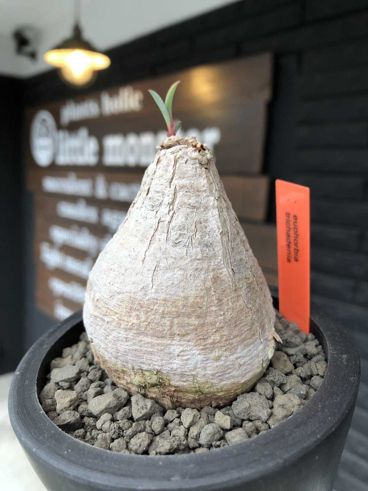 euphorbia trichadenia《大きめ M size》※現地球発根後店主国内