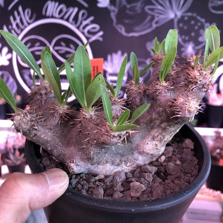 packypodium brevicalyx《M size》※発根済み株  店主オススメ株‼︎   mad  black  pot植え