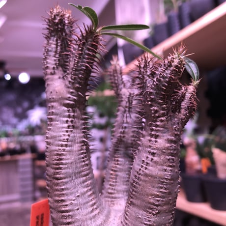 packypodium  gracilius《M  size》※現地球発根済株‼︎※しっかり発根したボコボコ&筋筋強きbalance良きグラキ‼︎※mad black pot植え