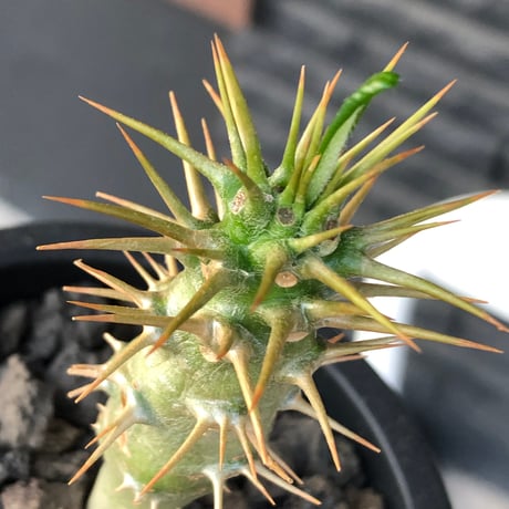 pachypodium  ambongense  littmon seed株《大きめS size》※希少高きアンボンゲンセ‼︎激オススメ株※black pot植え