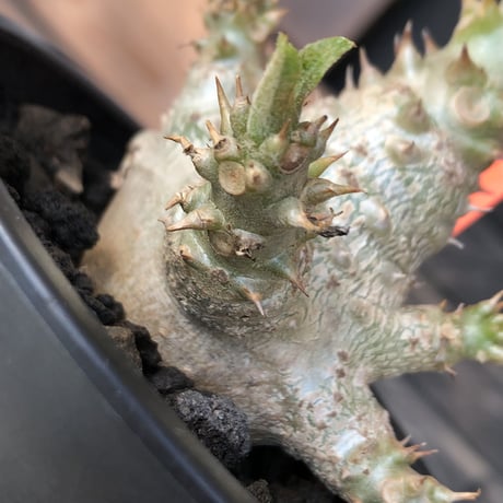 pachypodium windsorii《M size》※選抜littmon seed🌱※weight低き極ぼってり株元&枝振りも◎良樹形※mad black pot植え