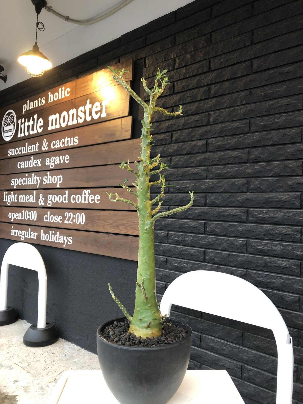 激希少 dorstenia gigas big size‼︎《LL size》※大変大株