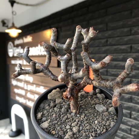 pelargonium  mirabile《大きめM size》※現地球店主国内管理4年株※愛おしく堪らない冬型の人気者‼︎極weight低き良枝振り樹形※mad black pot植え
