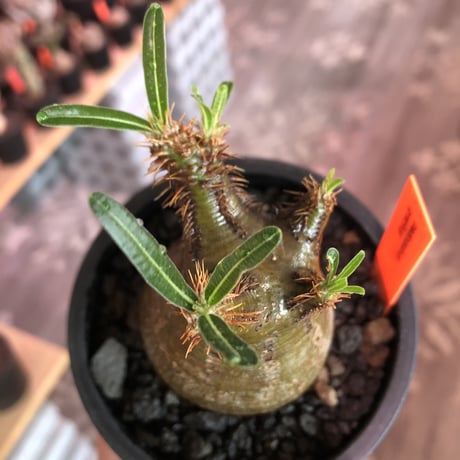 pachypodium gracilius《大きめS size》希少‼︎green肌※現地球発根済株※店主国内管理2年株※株元ぼってり且つbalance枝振り良き一株※mad black pot植え