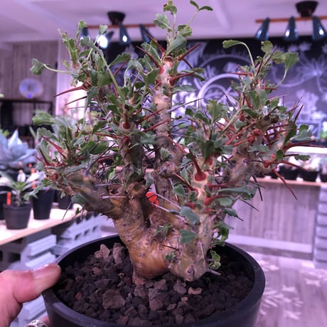 sarcocaulon   crassicaule《L  size》※冬型caudex‼︎   ※mad  black  pot植え