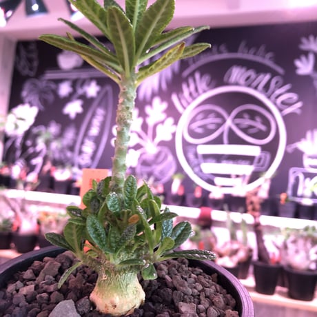 希少 dorstenia   gigas《M size》littmon  seed🌱4年株※大変良きぼってり株元＆良樹形balanceの将来有望ギガス※mad black pot植え