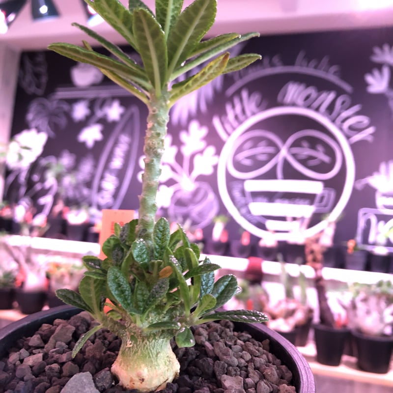 値下げ！ 早い者勝ち！ドルステニア　ギガス　大株 美形！早い者勝ち！ドルステニア ギガス 大株