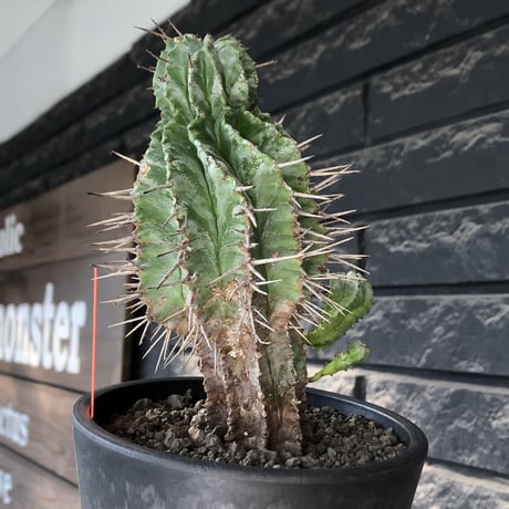 euphorbia horrida《大きめM size》子吹き株※現地球発根後店主国内管理6年株※子吹きも多くワイルドな木質化した出立ち※mad black pot植え