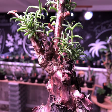 mestoklema   tuberosum《L  size》※冬季も成長開花する潅木‼︎肌質も出で立ちもカッコいい一株‼︎※mad black pot植え