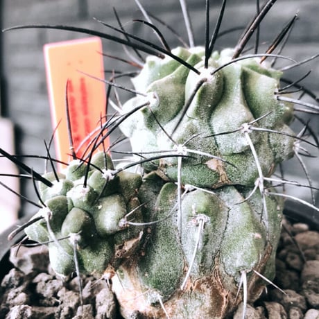 copiapoa cinerea ver.dealbata《M size》※現地球発根後店主国内管理7年株※上質黒士冠‼︎長い黒棘に現地球株が故のwild肌質が堪らない※mad black pot植え