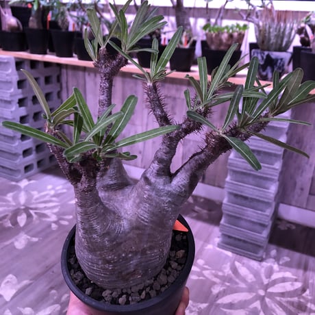 packypodium  gracilius《L size》※現地球株  発根済み株‼︎  （限定1株）ぼってり体型に激しい枝振り‼︎オススメ株‼︎※mad black pot植え