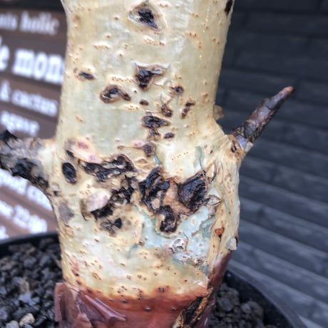 commiphora  holtziana《LL size》※現地球発根後店主国内管理3年株※weight低め且つ極太幹も味深くカッコいい一株※mad black bowl pot植え