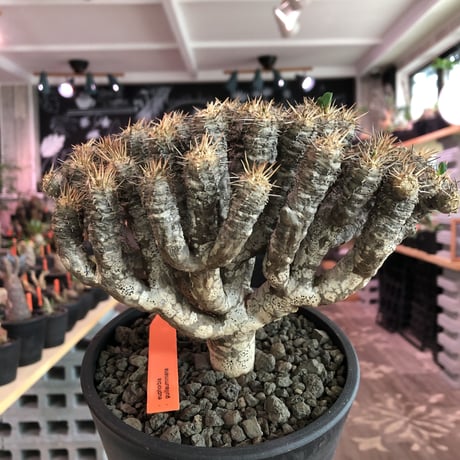 euphorbia    guillauminiana《L  size》※現地球発根済株※幹が太めで荒い肌質&細枝で枝振り激しきwildギラウミ‼︎last一株※mad black pot植え