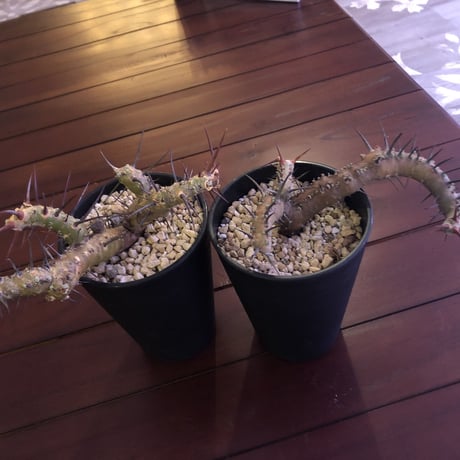 sarcocaulon  herrei（M size）