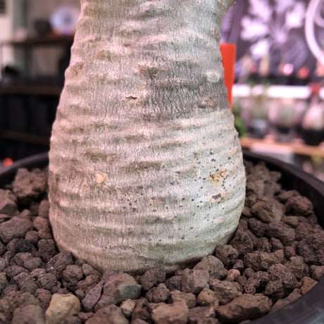 packypodium  gracilius《大きめS size》※現地球発根済※大変良き枝振りの上、ぼってり株元に白肌美株な良きグラキリス※mad black pot植え