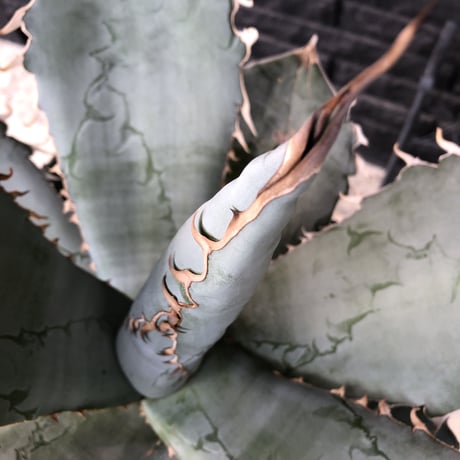 agave  titanota whiteice《大きめLL size》※現地球発根済株※美しく肉厚の葉にその名の通り白棘とのcontrastが堪らないbig株‼︎地植え可能‼︎