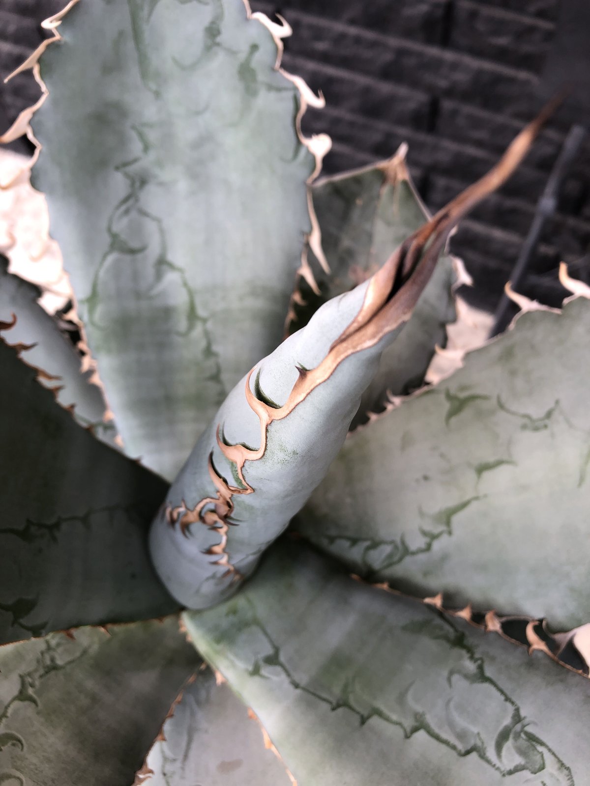 agave titanota whiteice《大きめLL size》※現地球発根済株※美し agave titanota whiteice《大きめLL size》※現地球発根済株※美し