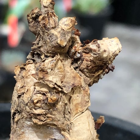 pelargonium  pulverulentum《L size》※現地球株発根済※足元から二股になっており絶妙な樹形バランスが堪らない‼︎※black pot植え