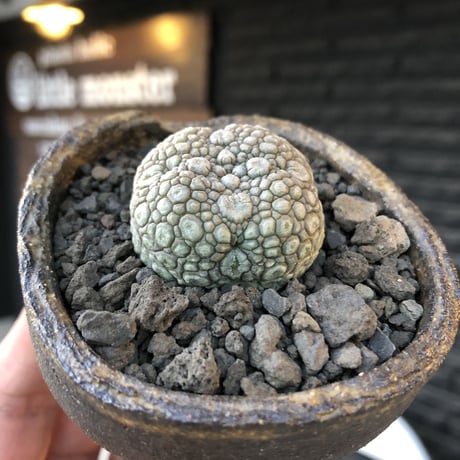 pseudolithos migiurtinus《大きめM size》驚愕‼︎激希少種※現地球発根後店主国内管理8年株※爬虫類や恐竜見たくwildな肌が堪らない‼︎※陶器浅鉢植え