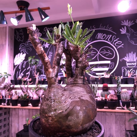 packypodium  gracilius《L size》W-he'd株※現地球発根済株※店主国内管理7年株※極バランス‼︎管理長きmad質な渋い奴※mad black bowl pot植え