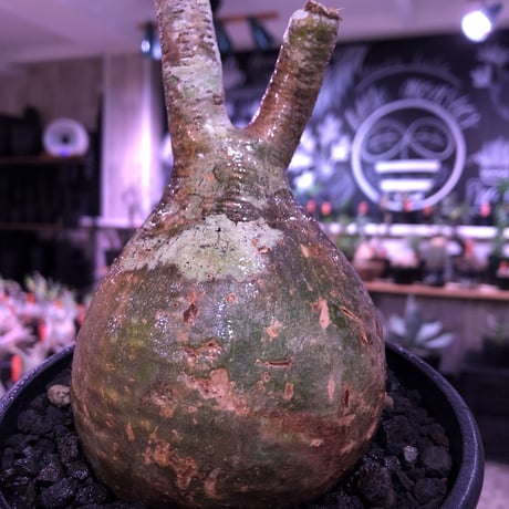 packypodium  gracilius《大きめM size》一部グリーン肌※現地球発根済株※店主国内管理3年株※特化した肌colorにweight低き球体株な装い※mad black pot植え