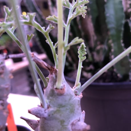 pelargonium   carnosum《M size》冬型caudex ※大変綺麗な肌を持つ極美株‼︎