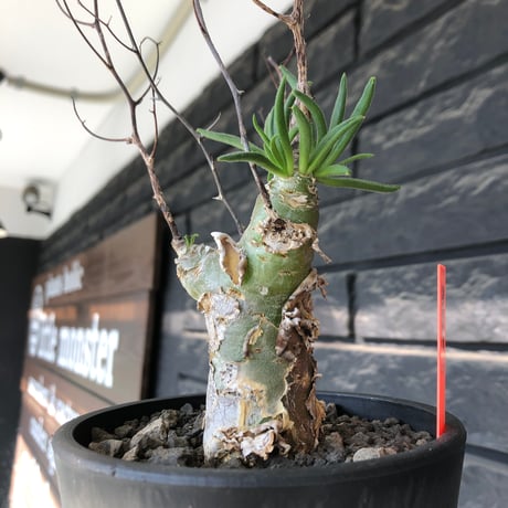 tylecodon  reticulatus《M size》※現地球発根済株※店主国内管理4年株※棘も多く残っており幹太めな味深き一株‼︎美しさ &impact絶大※mad black pot植え