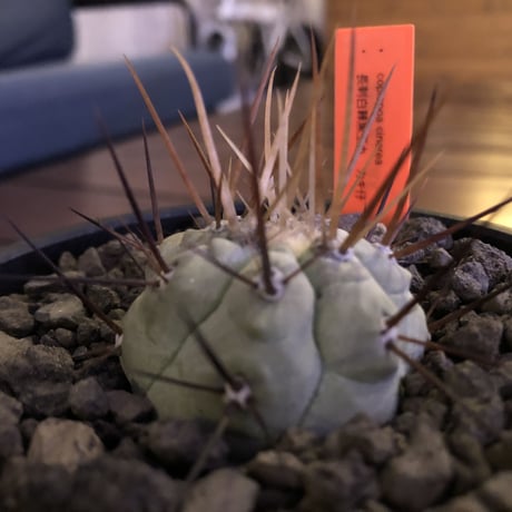copiapoa   cinerea  長刺白棘黒王丸《小さめM size》希少‼︎※現地球株カキ仔自根株‼︎※mad black bowl pot植え