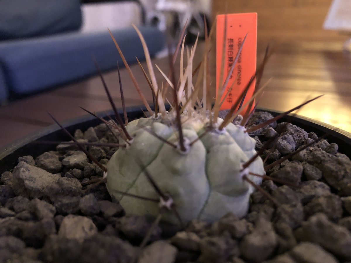 copiapoa cinerea 長刺白棘黒王丸《小さめM size》希少‼︎※現地球株